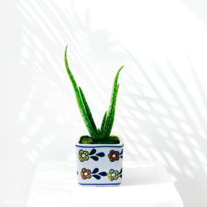 Plants and Planters, Premium Pots and Planters, plant pots and planters