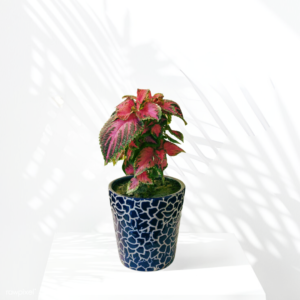 Plants and Planters, Premium Pots and Planters, plant pots and planters