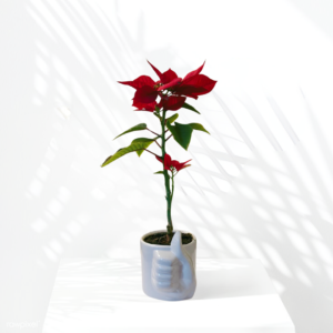 Plants and Planters, Premium Pots and Planters, plant pots and planters, Poinsettia