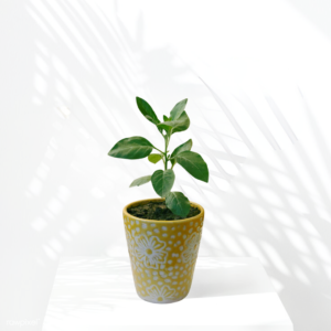 Plants and Planters, Premium Pots and Planters, plant pots and planters