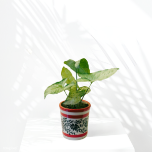 Plants and Planters, Premium Pots and Planters, plant pots and planters, Syngonium