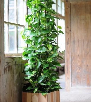 40 Unique Ways to Display Your Plants, from Centerpieces to Indoor Jungles _ Hun