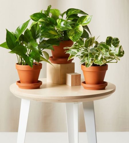 Live Plant, Pothos, Extra Small, 4''diam, Terracotta Planter